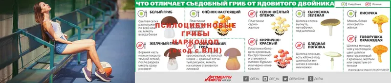 закладки  Волоколамск  Псилоцибиновые грибы Psilocybine cubensis 